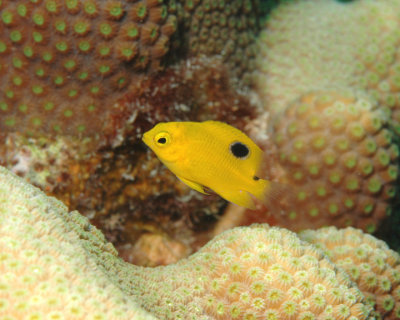 Three Spot Damselfish