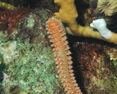 Fire Worm