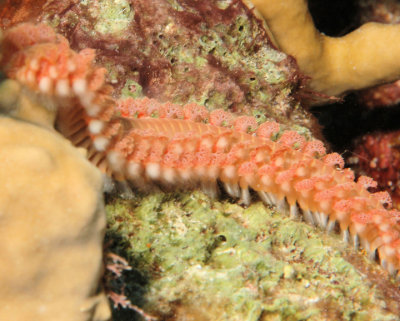 Fire Worm