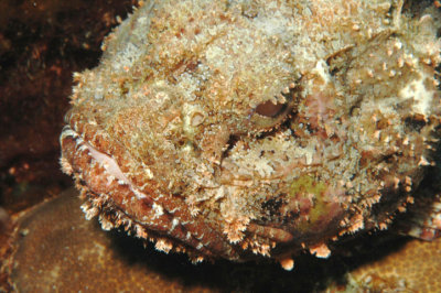 Scorpion Fish (7)