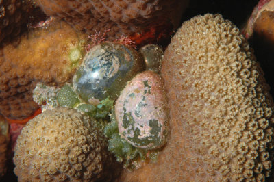 Sea Pearl