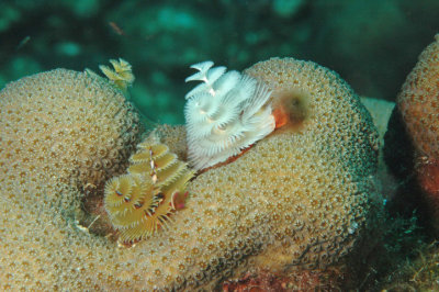 Christmas Tree Worms