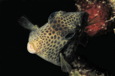 Smooth Trunkfish