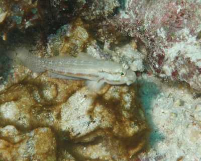 Blenny? Goby?
