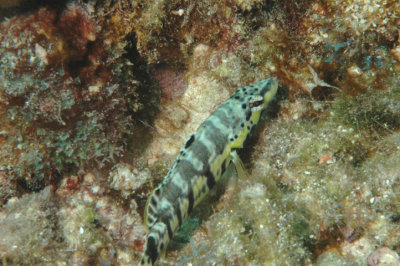 Wrasse?