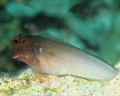 Redlip Blenny