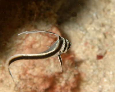 Juvenile Spotted Drum