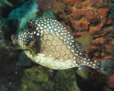 Smooth Trunkfish