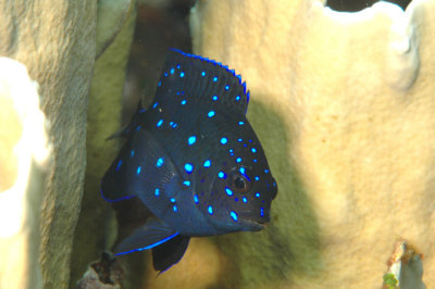 Juvenile Yellow Tail Damselfish