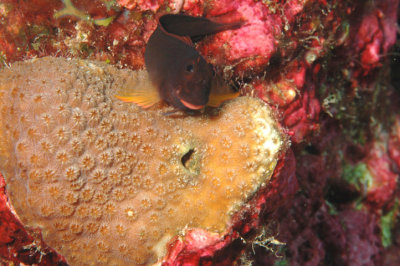 Redlip Blenny