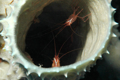 Cleaner Shrimp inside Hard Coral