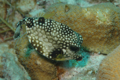 Trunkfish