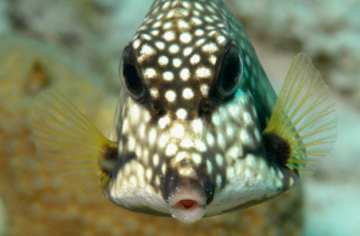 Trunkfish