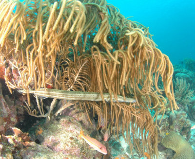 Trumpet Fish