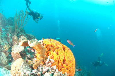 Pumpkin Coral