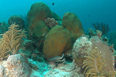 Spotted Drum