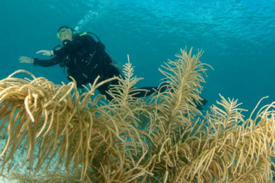 Midge and Soft Coral