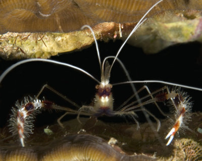 Banded Coral Shrimp