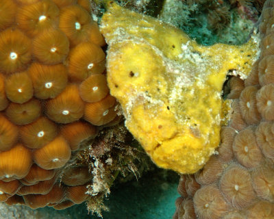 Frogfish