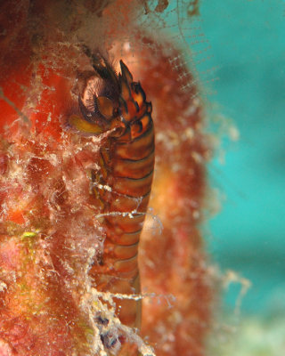 Shrimp?