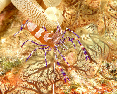 Spotted Cleaner Shrimp