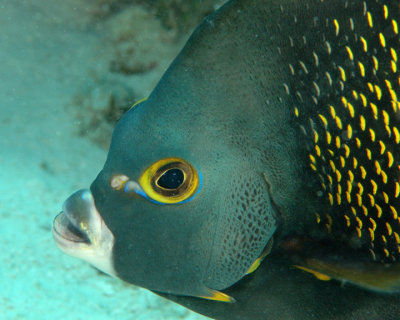 French Angel Fish