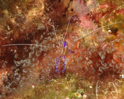 Cleaner Shrimp