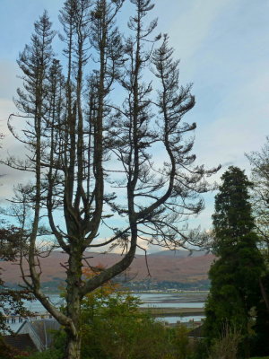 Highland Hotel, Fort William - Tree in front of hotel.JPG