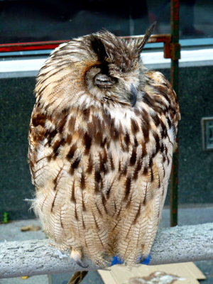 Owls @ Inverness (1).JPG