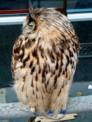 Owls @ Inverness (2).JPG