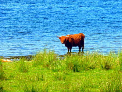 (168) LOCH AWE Holiday - Highland Cattle near Oban