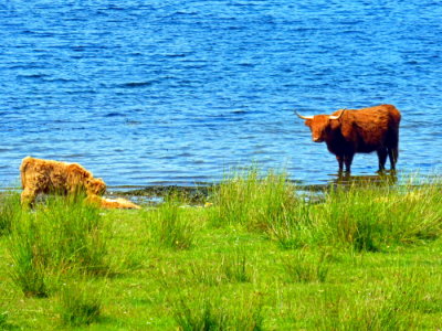 (169) LOCH AWE Holiday - Highland Cattle near Oban