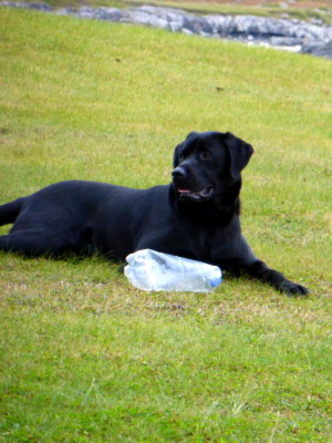 (402) Isle of Barra Beach Hotel View - Tangasdale Beach - Hotel dog