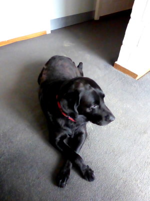 (403) Isle of Barra Beach Hotel View - Tangasdale Beach - Hotel dog