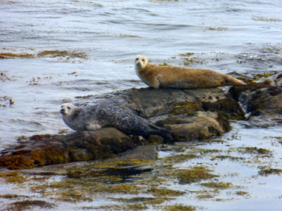 (427) Causeway from Isle of Eriskay to Isle of South Uist- Seals