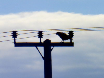 (454) Isle of North Uist View - Buzzard
