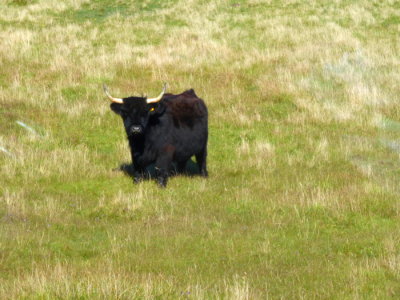 (462) Isle of North Uist View - Highland Cow (Bos Taurus)