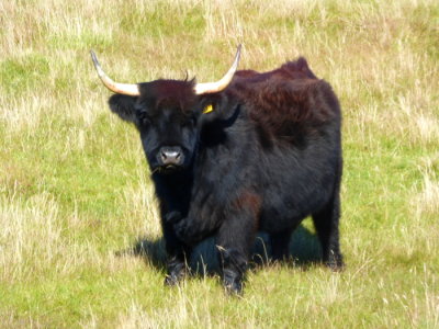 (463) Isle of North Uist View - Highland Cow (Bos Taurus)