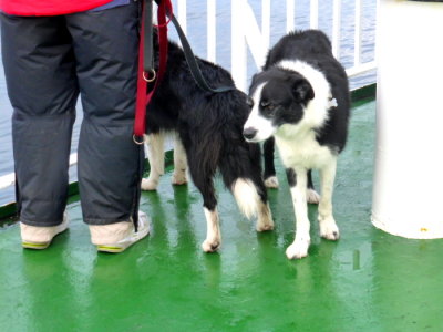 (771) Onboard CALMAC - ISLE OF LEWIS to Ullapool