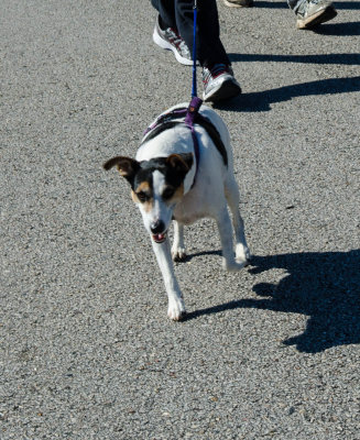 20150328-d7000-ALSwalk-0272.jpg