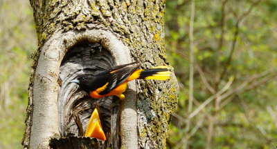Baltimore Oriole
