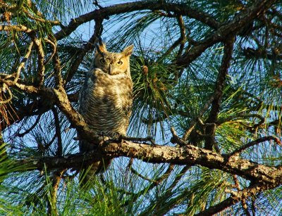 Owl-122.JPG