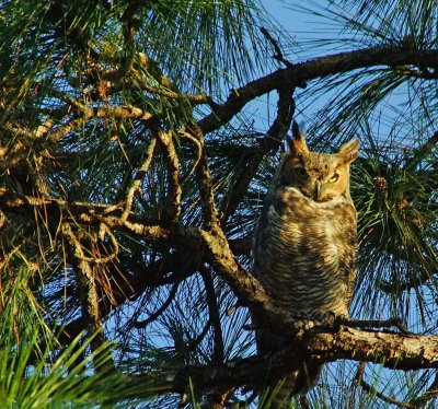Owl-116.JPG