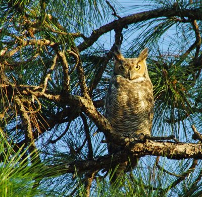 Owl-107.JPG