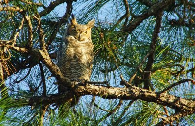 great_horned_owl