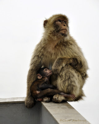 Barbary Macaques Mother and Child