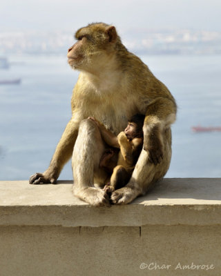 Barbary Macaques Mother and Child