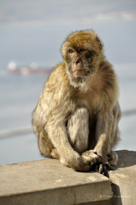 Barbary Macaques 