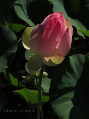 Lotus Blossom 