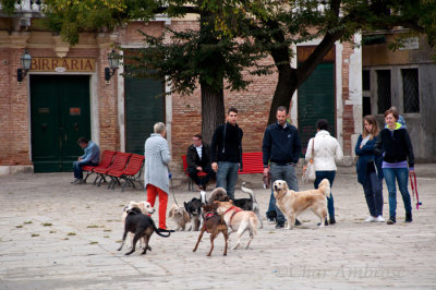 Dog Walkers in Venice